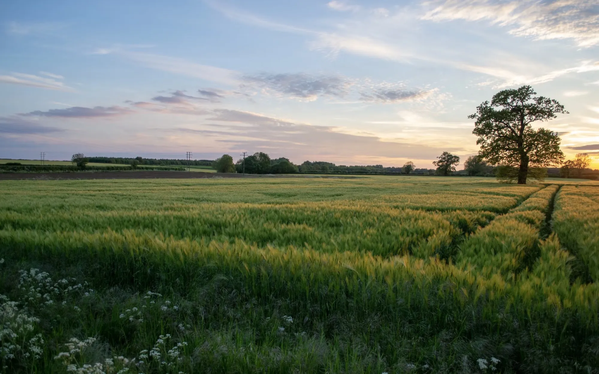A wheat field at sunset in the Oxfordshire Cotswolds