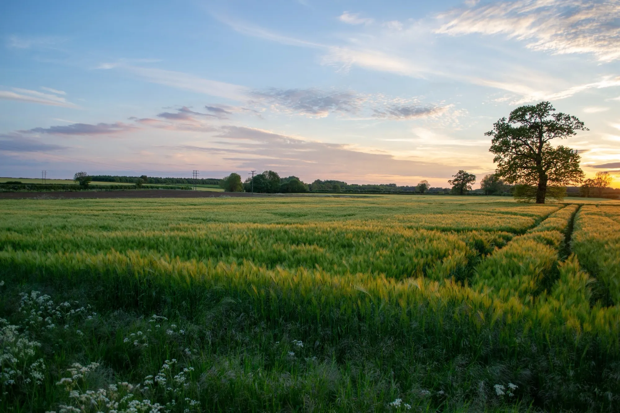 A Cotswold field at sunset